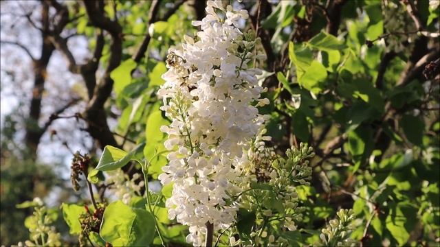 Памяти отца Николая (Гурьянова) Рассказы - Александр Богатырёв смотреть онлайн