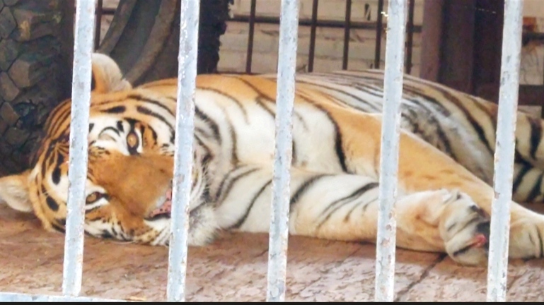 Тигр в тесной клетке, жаль его до слёз ❤️
