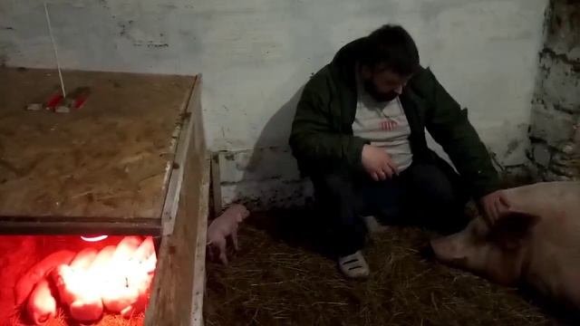 Опорос Фру-фру  Свиноматки Свиноматка Поросят Свинки Опоросилась Поросятам 1 день Приплод