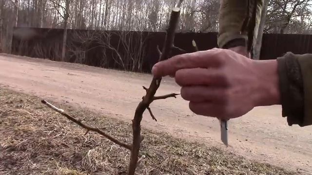 Как привить яблоню и не только смотреть онлайн