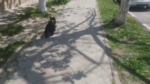 Скотч терьер-Ерофей. Собака друг человека. Пандемия и животные.