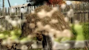 Чёрная смородина   группа 'Яхонт'