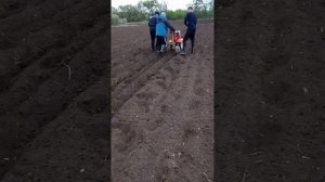Как быстро посадить картошку под мотоблок
