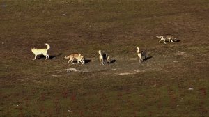 Большие собаки гуляют во дворах Санкт-Петербурга