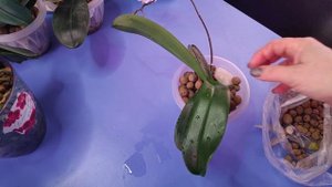 20.01.23.детка на цветоносе ОРХИДЕИ..посадка в керамзит.