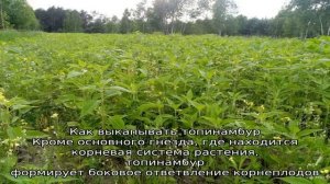 Технология выращивания топинамбура для получения максимального урожая