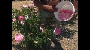 How to Grow and Care for Tea Roses | Garden Style (403)