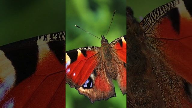 Интересные факты. Глаза бабочки #shorts смотреть онлайн