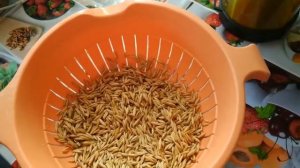 ОВЕС ДЛЯ ОЧИЩЕНИЯ ОРГАНИЗМА. НАСТОЙ ИЗ ОВСА ЧТОБЫ ПОХУДЕТЬ