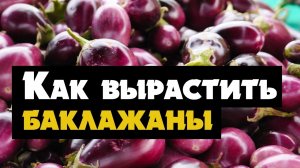 Рассада баклажан - когда сажать и как вырастить баклажаны рассадой