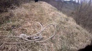 Кошка защищает хозяина.Funny cat