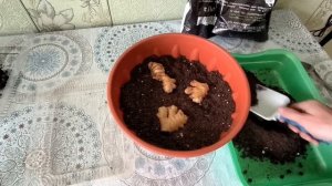 Вырастить ИМБИРЬ дома