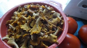 Грибная икра на зиму из лисичек. Где и как растут  лисички. Грибы в июне./gribi