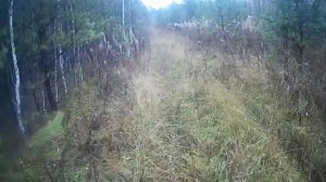 Русский охотничий спаниель. Охота на рябчика