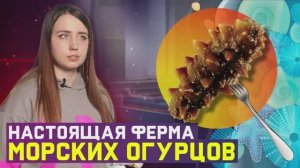 Морской огурец для укрепления иммунитета - ферма на острове Русский