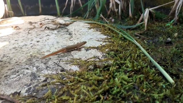 Как выглядит тритон обыкновенный. смотреть онлайн