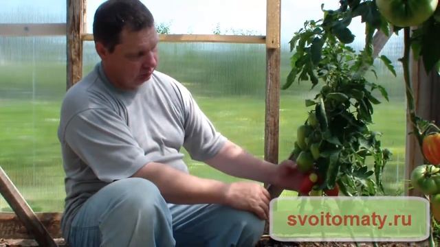 Капия розовая смотреть онлайн