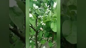 айва  Студентка,Отличница