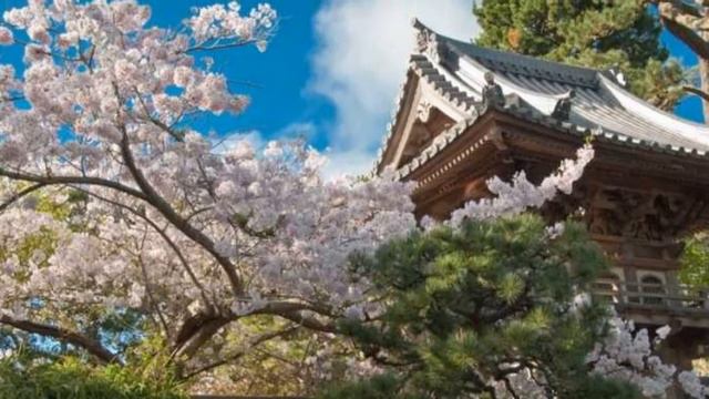 ЯПОНСКИЙ САД В САН - ФРАНЦИСКО, США смотреть онлайн