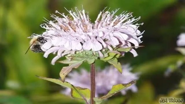 Bergamot Flowers смотреть онлайн