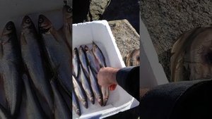 соление корюшки для копчения