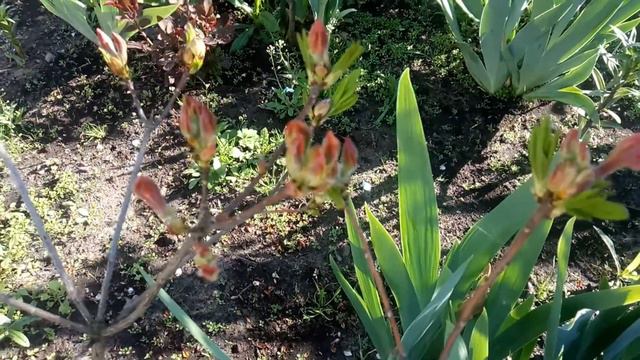 Азалии готовятся к цветению. 04 мая 2018 года смотреть онлайн