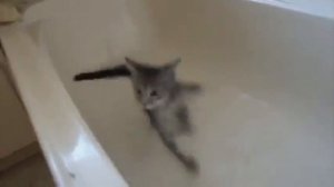 Неудачи котов Неуклюжие коты Приколы с котами