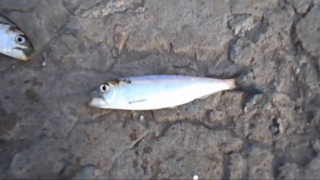 Рыбалка в мае на пузанка смотреть онлайн