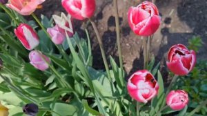 Какие ЦВЕТЫ ПОСАДИТЬ ОСЕНЬЮ? ОБЗОР лучших МНОГОЛЕТНИКОВ