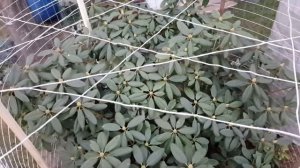 Укройте рододендроны на зиму и они отблагодарят вас обильным цветением . Rododendron .