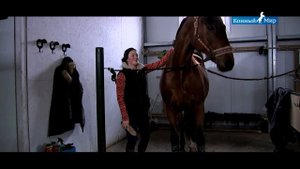 Конный Мир / Дурные привычки лошадей / Подкова