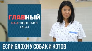 Блохи у Собаки/Кота/Кошки. Что делать? Как вывести блох у собаки, щенка и котенка