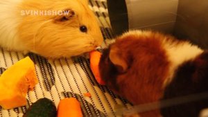 Что едят морские свинки? Сочный корм / SvinkiShow