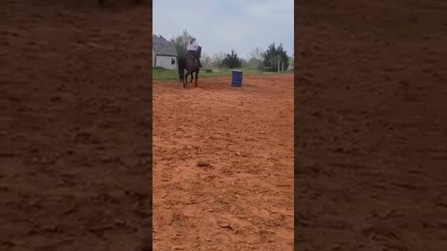 Elvis Cole gelding 5