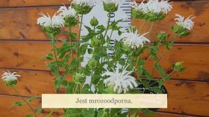 Pysznogłówka Bee-Bright- Monarda - prezentacja sadzonki