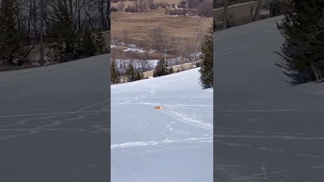Смешные котейки