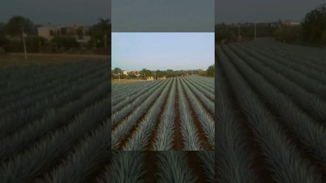 Una oportunidad de invertir en el campo mexicano.