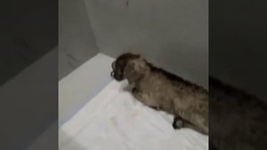 Понос у козлят. Причины и лечение