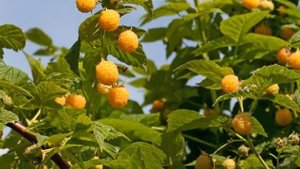 МАЛИНА ГОЛДЕН ЭВЕРЕСТ -описание сорта малины ГОЛДЕН ЭВЕРЕСТ