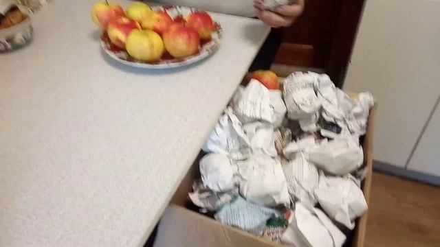 ЯБЛОКИ сорт "Первоуральская" 4-го февраля 2023 года. Видео Нусратулина ФГ. смотреть онлайн