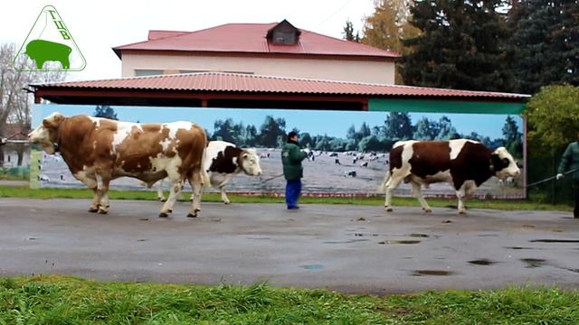 Симментальская порода АО ГЦВ