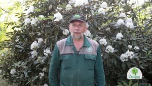 РОДОДЕНДРОНЫ — как посадить/обрезать, чем подкормить, как размножать и ухаживать? Советы дендролога