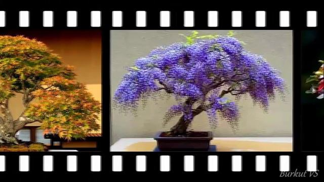 Искусство БОНСАЙ смотреть онлайн