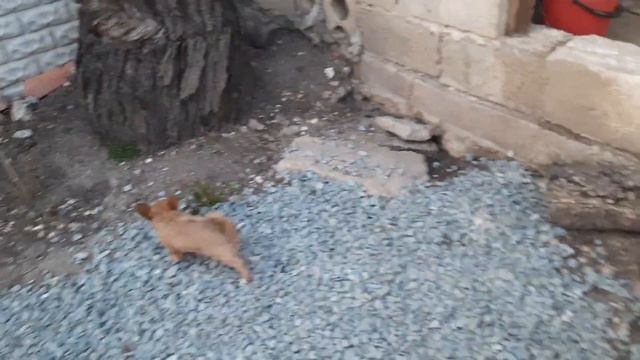 #чихуахуа интересно,о доставке наших собак,смотрите до конца,новости питомник Кастропуло Крым смотреть онлайн