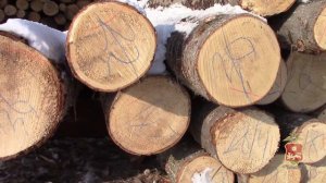 За вырубку сосен на 2 млн рублей в Хакасии сотрудниками полиции задержан житель села Таштып