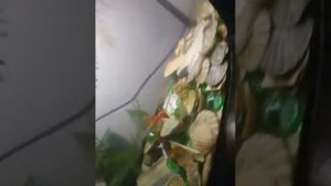 Как спят гуппи