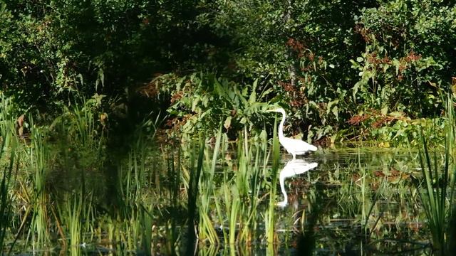 Большая белая цапля. СПб, Курортный район. смотреть онлайн