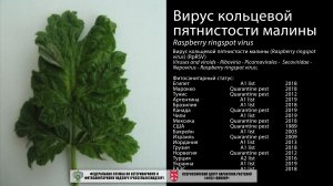 Вирус кольцевой пятнистости малины (Raspberry ringspot virus)