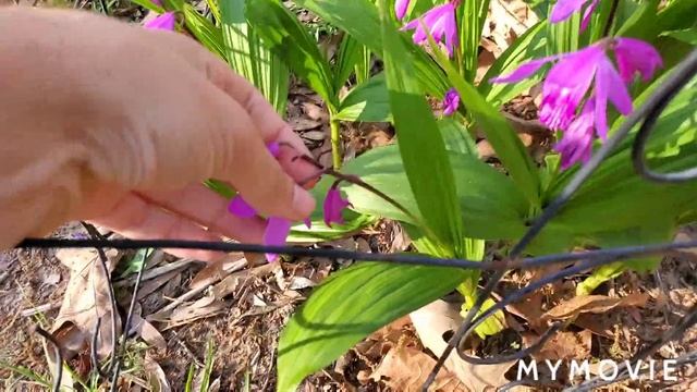 Bletilla Striata Showcase and Tips For Growing смотреть онлайн