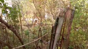 Урожай граната и хурмы на своем участке в Верхнем Юрте. Сочи